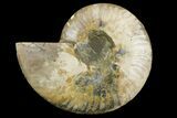 Cut & Polished Ammonite Fossil (Half) - Madagascar #157944-1